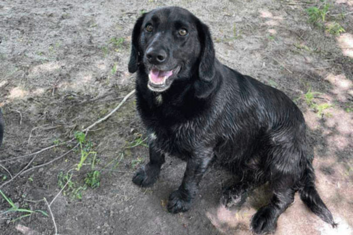 Lila, labradorka do adopcji