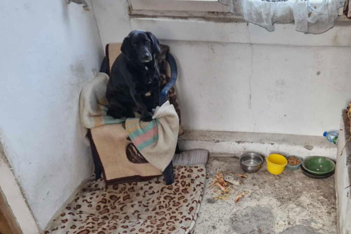 Lila, labradorka do adopcji