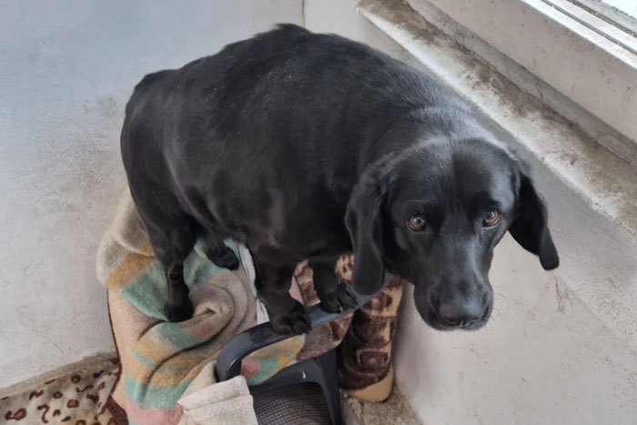 Lila, labradorka do adopcji