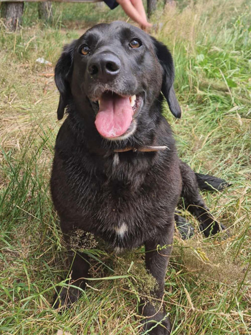 Lila, labradorka do adopcji