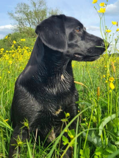 Lila, labradorka do adopcji