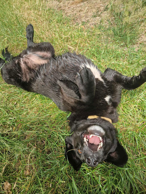 Lila, labradorka do adopcji