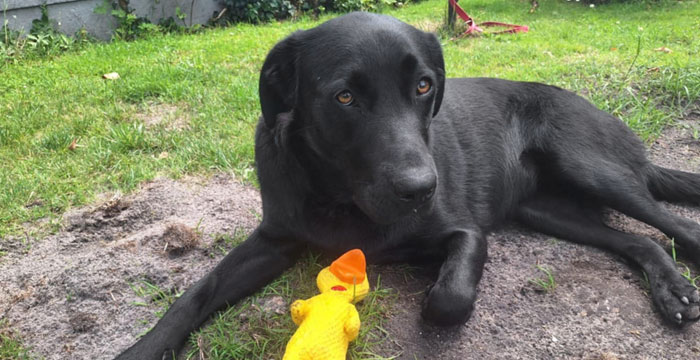 Nela, labradorka do adopcji