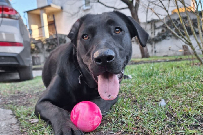 Nela, labradorka do adopcji