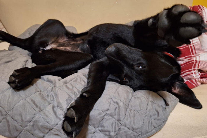 Nela, labradorka do adopcji