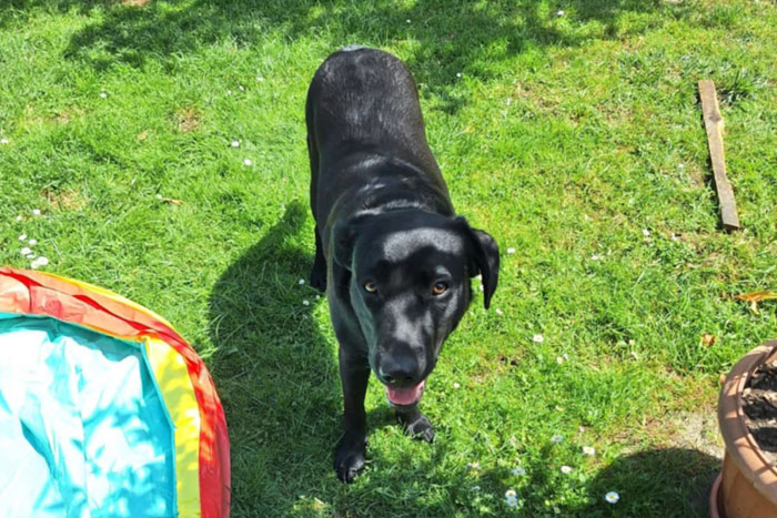 Nela, labradorka do adopcji