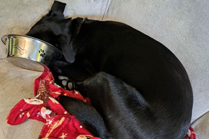 Nela, labradorka do adopcji