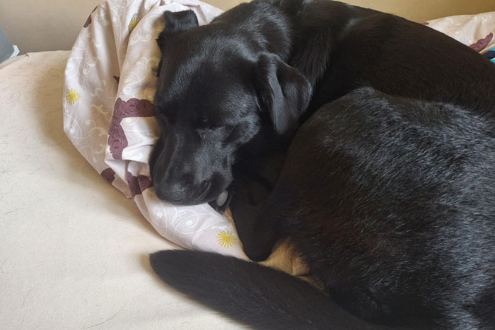 Nela, labradorka do adopcji