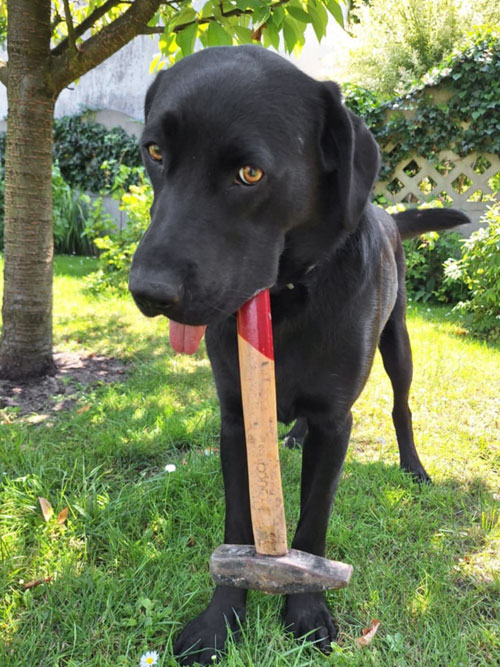 Nela, labradorka do adopcji