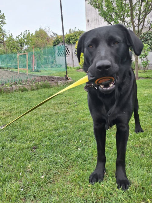 Nela, labradorka do adopcji