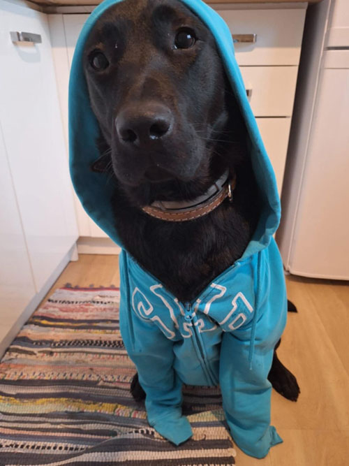 Nela, labradorka do adopcji