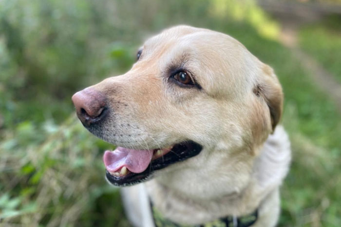 Sara, labradorka do adopcji