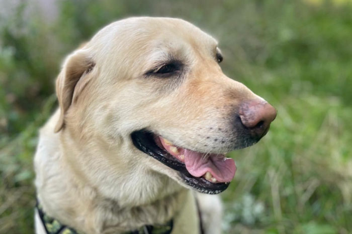 Sara, labradorka do adopcji