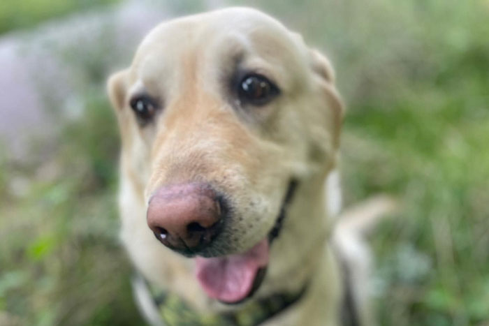 Sara, labradorka do adopcji