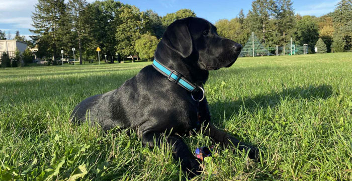 Byron, labrador do adopcji