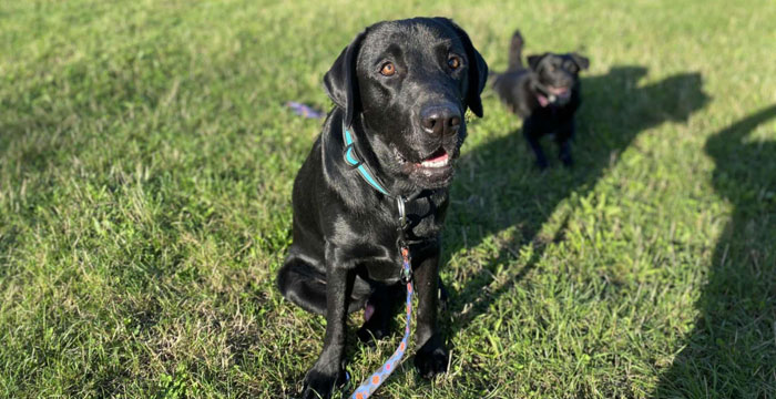 Byron, labrador do adopcji