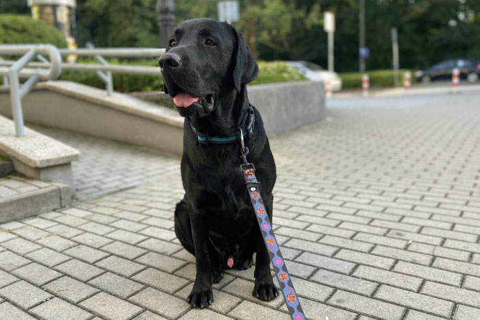 Byron, labrador do adopcji