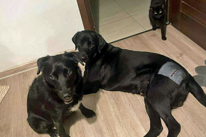 Byron, labrador do adopcji