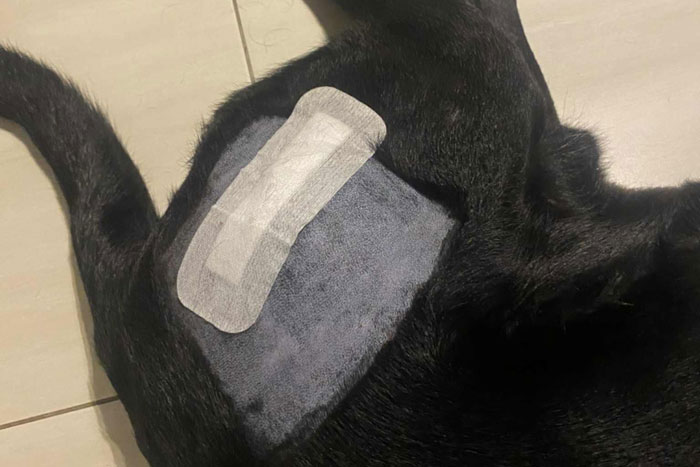 Byron, labrador do adopcji
