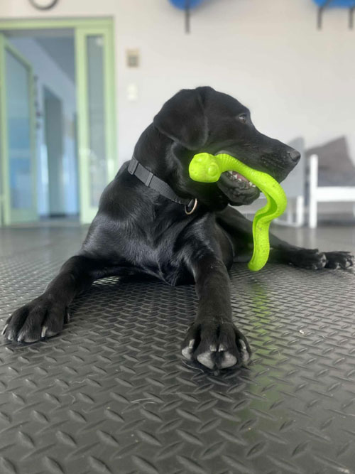 Byron, labrador do adopcji