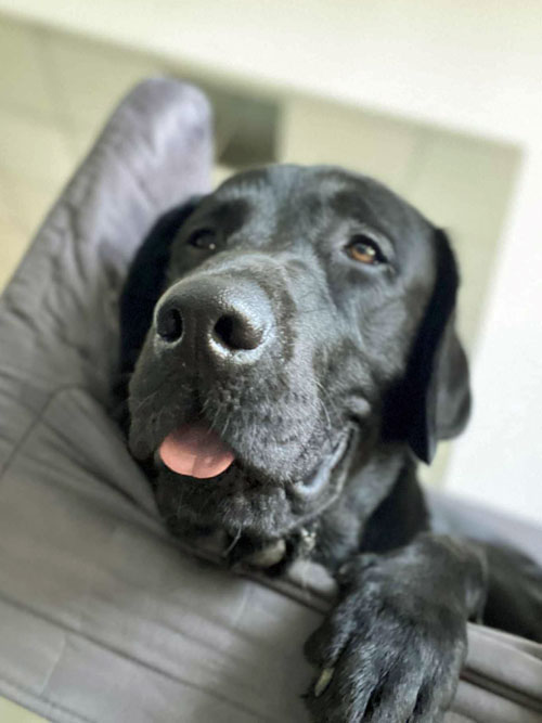 Byron, labrador do adopcji