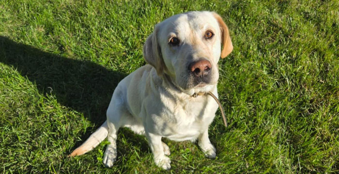 Fado, labrador do adopcji