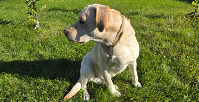 Fado, labrador do adopcji