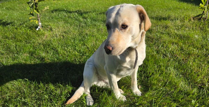 Fado, labrador do adopcji