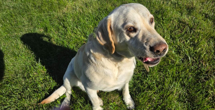 Fado, labrador do adopcji