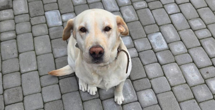 Fado, labrador do adopcji