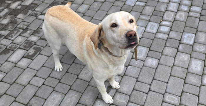 Fado, labrador do adopcji