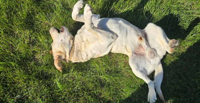 Fado, labrador do adopcji