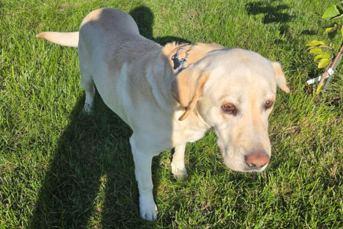 Fado, labrador do adopcji