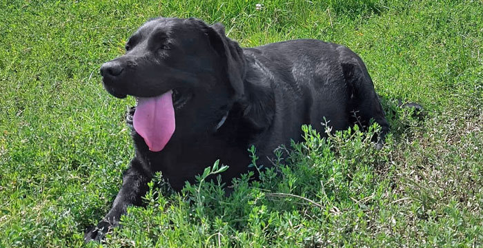 Kejla, labradorka do adopcji