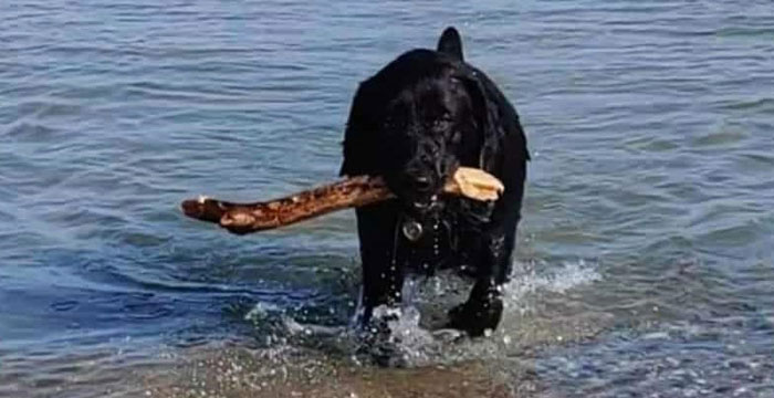 Kejla, labradorka do adopcji