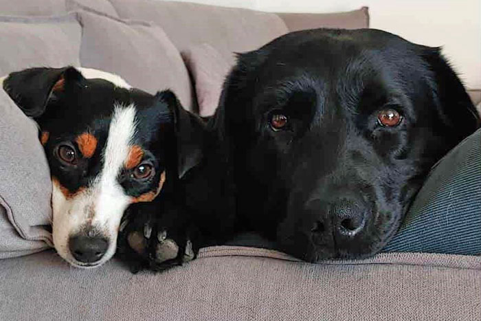 Kejla, labradorka do adopcji