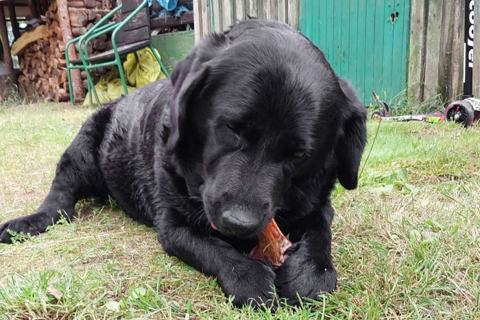 Kejla, labradorka do adopcji