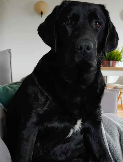 Kejla, labradorka do adopcji