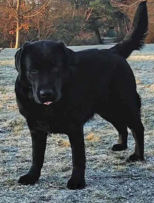 Kejla, labradorka do adopcji