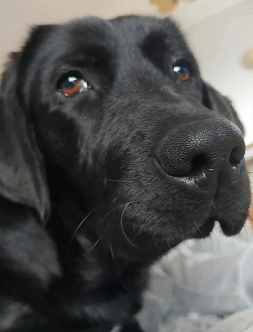 Kejla, labradorka do adopcji