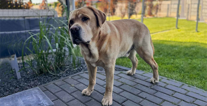 Ollie, labrador do adopcji