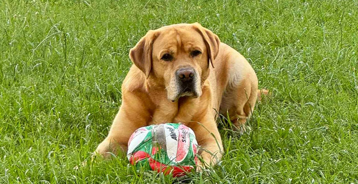 Ollie, labrador do adopcji