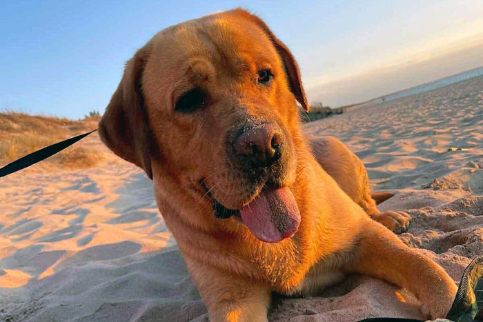 Ollie, labrador do adopcji