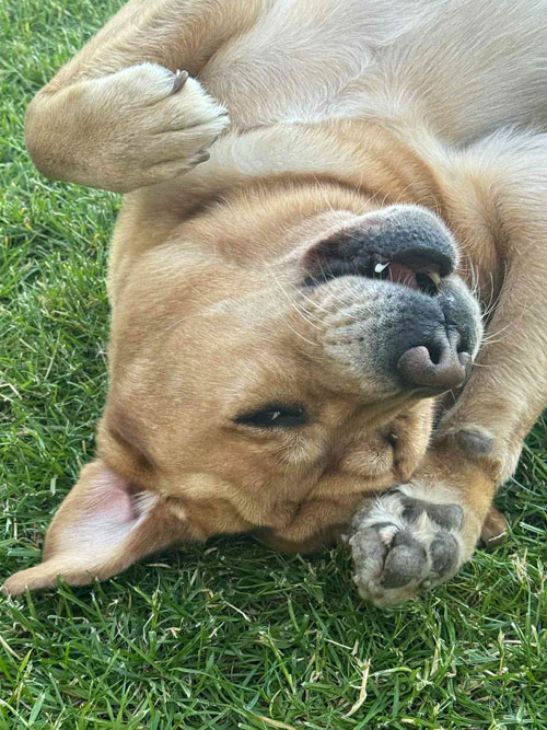 Ollie, labrador do adopcji