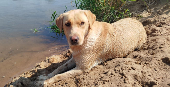 Stella, labradorka do adopcji