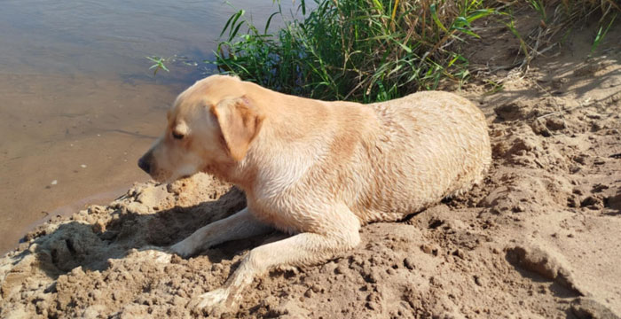 Stella, labradorka do adopcji