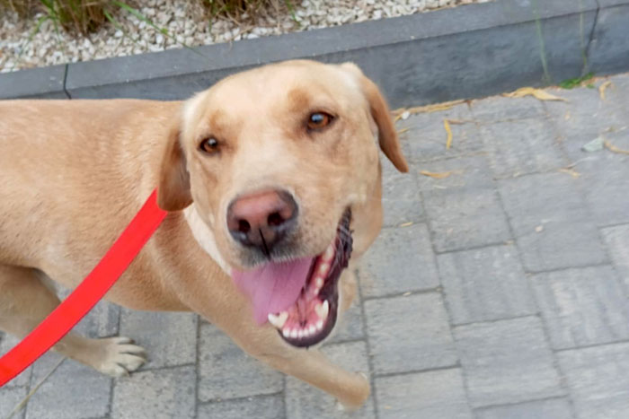 Stella, labradorka do adopcji