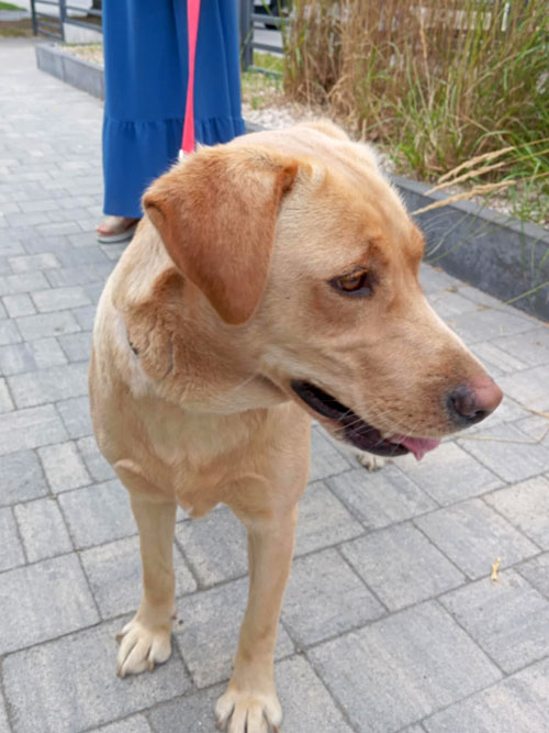 Stella, labradorka do adopcji