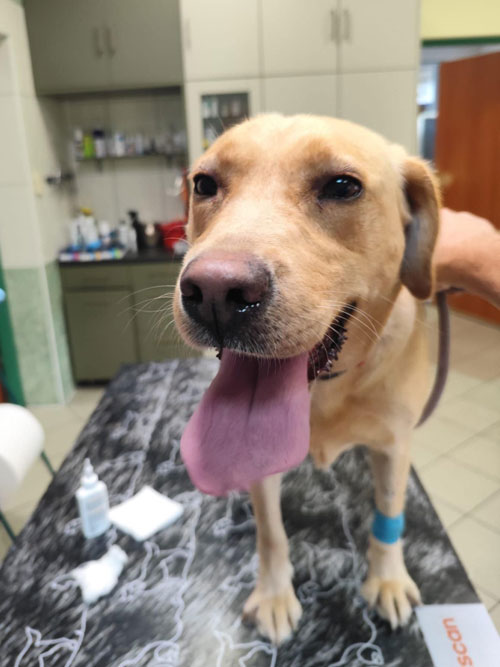 Stella, labradorka do adopcji