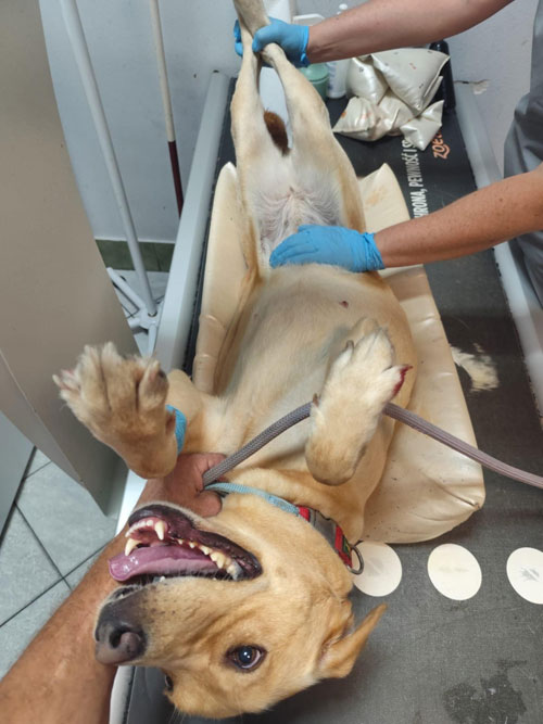Stella, labradorka do adopcji